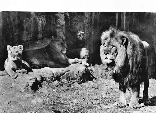 Deutschland 1958 Zoo Garten Hamburg Familie der Löwen RPPC Postkarte