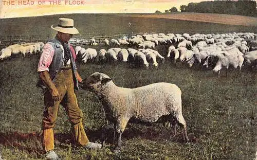 Tiere Der Kopf der Herde Hirte Schaf Vintage Postkarte