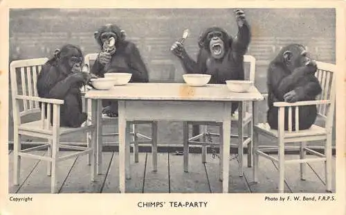 Tiere junge Schimpansen auf Tea Party Vintage Postkarte