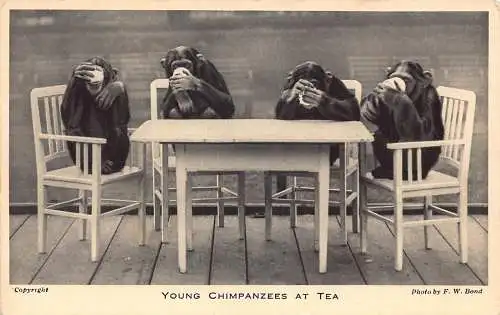 Tiere Junge Schimpansen beim Tee Vintage Postkarte
