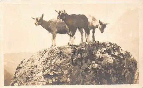 Tiere Schweiz Gitzi Baby Ziegen auf einem Felsen Vintage Postkarte