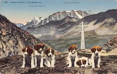 Schweiz Welpen Bernhardinerzucht am Berg Velan Tiere Hunde Postkarte