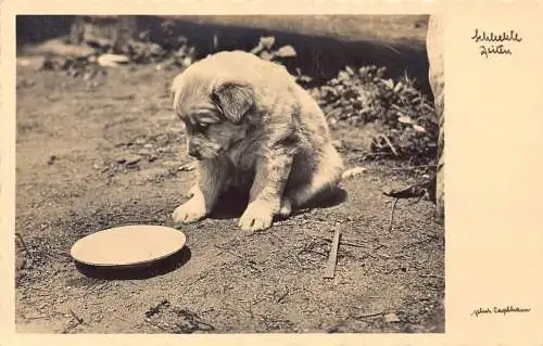 Tiere 1930 kleiner Hund Welpe starrt auf leeren Futterteller Postkarte