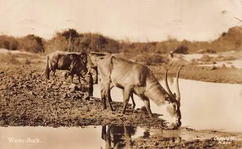 Tiere Wasserböcke Trinkwasser RPPC Vintage Postkarte