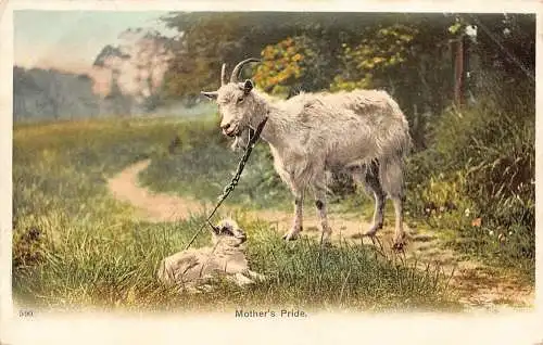 Tiere 1904 Eine Mutterstolz Ziege in der Leine und Kind Vintage Postkarte