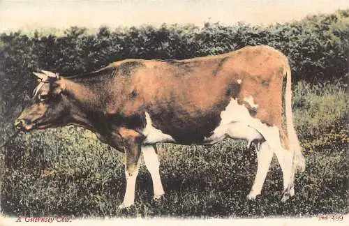 Tiere Eine Guernsey Kuh Vintage Postkarte