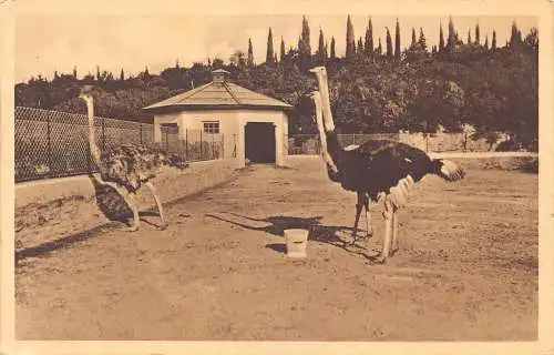 Tiere Insel Brioni id Adria Bauernhof der Straußen Vintage Postkarte