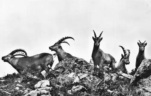 Tiere Familie der Steenbok Antilopen in Buender Alpen Deutschland Vintage Postkarte