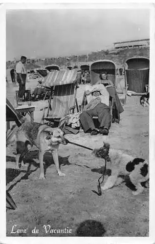 Urlaubsszene zwei Hunde ziehen an der Leine Terrier Stuhl Lounge Strand RPPC Postkarte