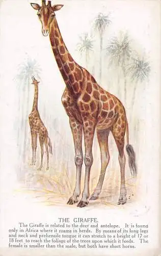 Tiere Kunst Giraffe verwandt mit Hirsch und Antilope Afrika Vintage Postkarte