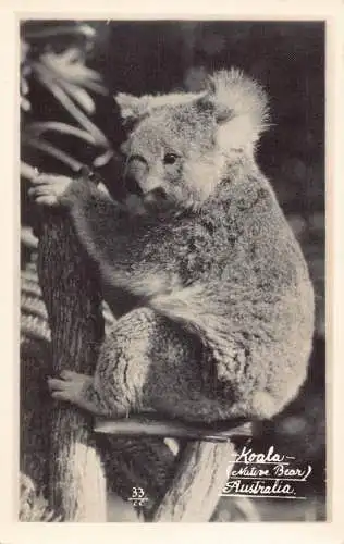 Tiere Koala Indianer Bär Vintage Postkarte