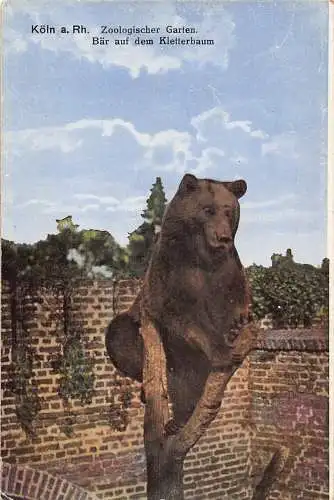 Deutschland Köln Köln a Rh Zoo Garten Braunbär im Baum Vintage Postkarte