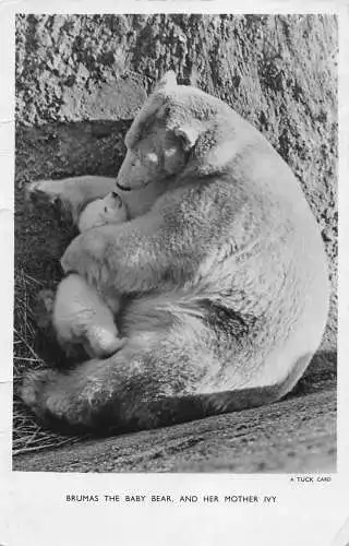 Tiere Eisbär Brumas Baby und Mutter Efeu RPPC Vintage Postkarte