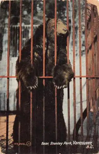Tiere 1910 Zoo Garten Vancouver Stanley Park Bär im Käfig Postkarte