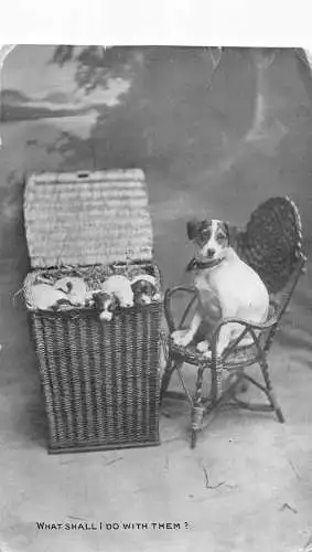 Was soll ich damit machen? Postkarte Jack Russell Terrier Hund mit Welpen 1906