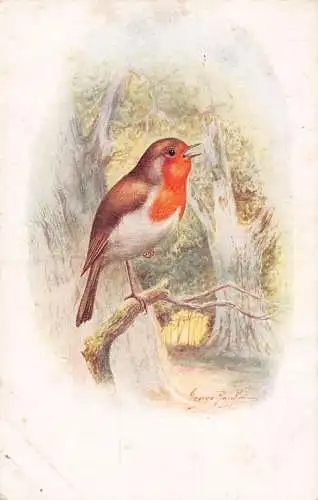 Art European Robin Bird Singing Vintage Postkarte