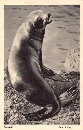 Tiere Meereslebewesen Seelöwe Robbe Vintage Postkarte