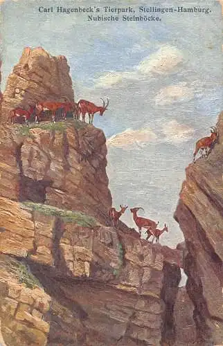 Deutschland Carl Hagenbecks Tierpark Hamburg Steenbok Antilopen Postkarte