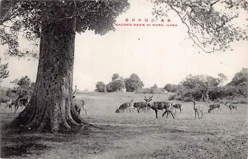 Japan Heiliger Hirsch im Park Nara Vintage Postkarte