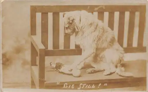 Foto Echter Hund sitzt auf Bank mit Pfote auf Puppe liegend still! Postkarte