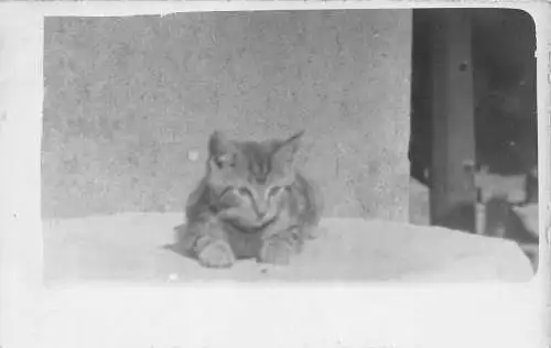 Echtfoto einer kleinen europäischen Kurzhaarkatze auf Tisch liegend Vintage Postkarte