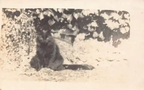 Passepartout Echt Foto Schwarze Katze sitzt im Gras Vintage Postkarte