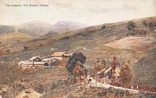 Sri Lanka Ceylon Up Country Tee Nachlass Vintage Postkarte