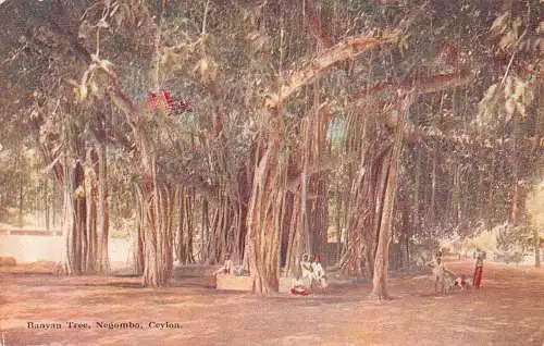 Sri Lanka Ceylon Banyan Baum Negombo Vintage Postkarte