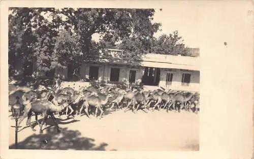 Indien Echt Foto Baby Kamele Herde Jaipur Vintage Postkarte