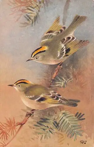 Kunstpaar Vögel auf Ast Goldcrest Regulus Regulus Vintage Postkarte