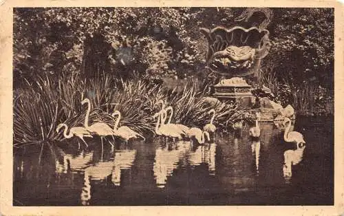 Deutschland Hamburg 1928 Carl Hagenbecks Tierpark Japanische Flamingos Postkarte