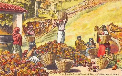B104 Industry Cocoa Plantation Day's Collection of Pods Workers Vintage Postkarte
