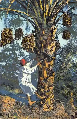 A617 Algerien 1914 Recolte des Dattes Indianer sammelt Daten Früchte Postkarte