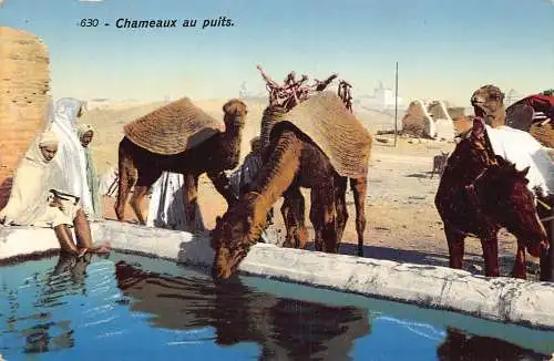 A618 Tunesien 1914 Chameaux au puits Kamele Trinkwasser Vintage Postkarte