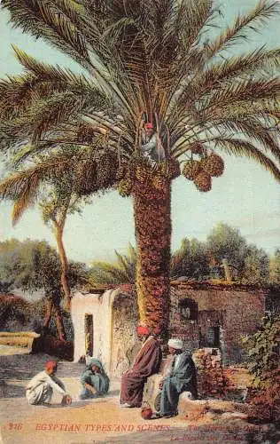 A620 Ägypten Arten und Szenen Einheimische Männer Ernte Datteln Früchte Postkarte