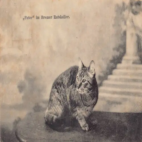 A633 Tiere 1908 Europakatze Peter in Bremen Ratskeller Vintage Postkarte
