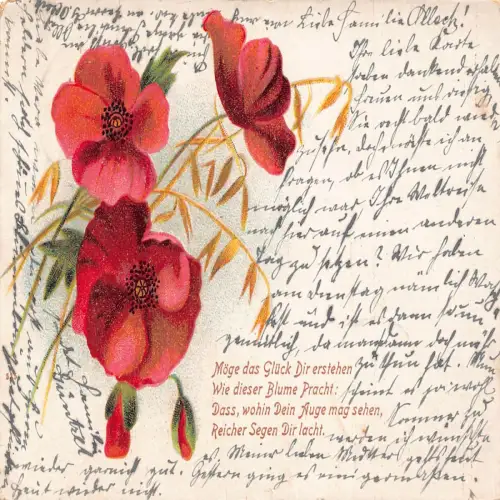A633 Frühlingsgrüße 1902 Mohnblumen und Knospen Litho Postkarte