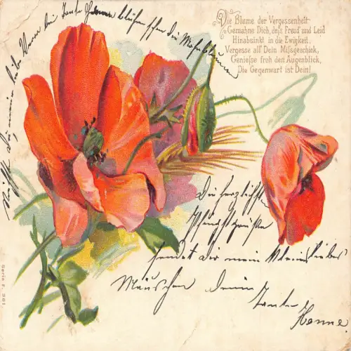 A633 Frühlingsgrüße 1901 Mohnblumen und Knospen Litho Postkarte