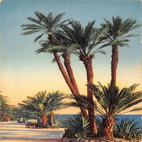 A640 Meerblick Landschaft Finic Bäume an Promenade Vintage Postkarte
