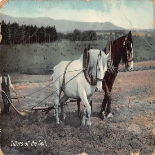 B117 Tiere 1909 Pferde ziehen Pflug Bodenfräsen Vintage Postkarte