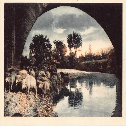 B117 Tiere Lämmerherde unter Brücke vorbei Vintage Postkarte