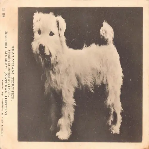 B117 Tiere British Museum Sealyham Terrier Hunderasse Postkarte