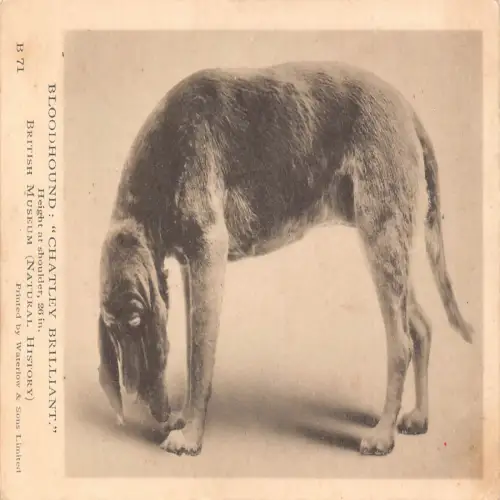 B117 Tiere British Museum Bloodhound Chatley Brilliant Hunderasse Postkarte