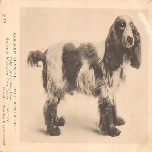 B117 Tiere British Museum Cocker Spaniel Bob Bowdler Hunderasse Postkarte