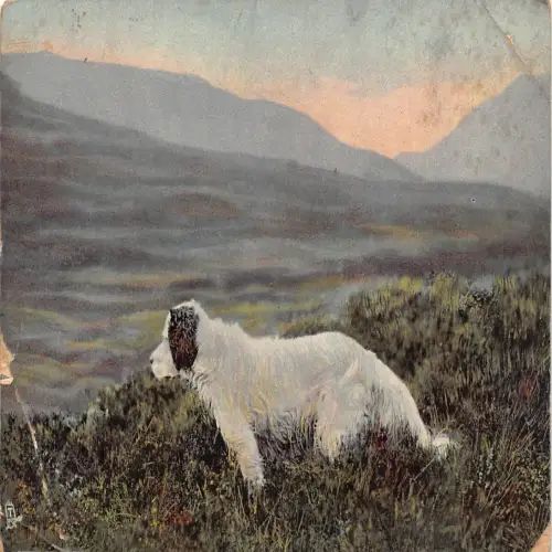 B117 Tiere 1908 Schäferhunderasse Bobtail Vintage Postkarte
