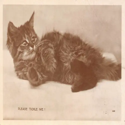 B117 Tiere Katze Kätzchen Bitte kitzeln Sie mich! Echt Foto Vintage Postkarte