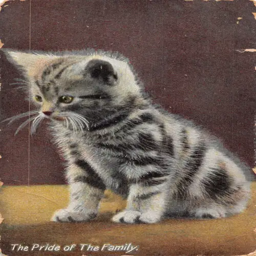 B117 Tiere 1912 Europäische Rasse Kätzchen Stolz der Familie Vintage Postkarte