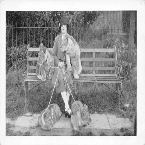 B117 Tiere Dame mit Löwinnen und Baby Löwen in der Leine Vintage Postkarte