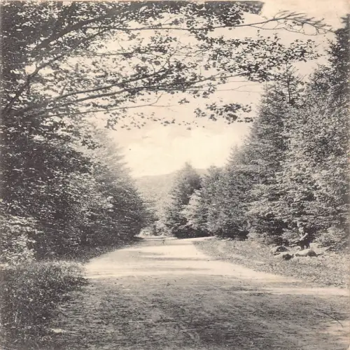 A646 Deutschland 1909 Gruss aus Schleswig Colonnen Weg Wald Vintage Postkarte