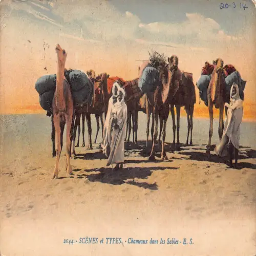 A668 Algerien 1914 Scenes et Types Chameaux dans Sables Kamele Beduinen Postkarte